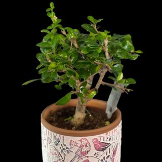 Bonsai “Harmony Green”