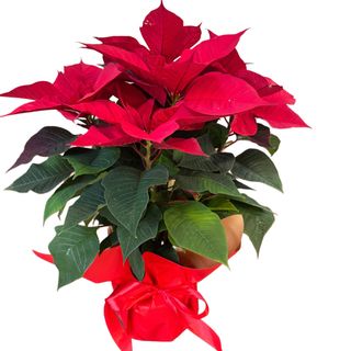 Planta Craciunita Medium size