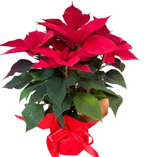 Planta Craziunita -big size