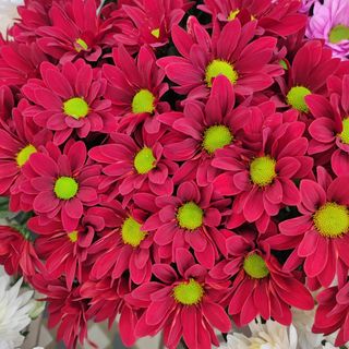 Crizanteme fir grena tros