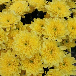 Crizanteme fir galben tros