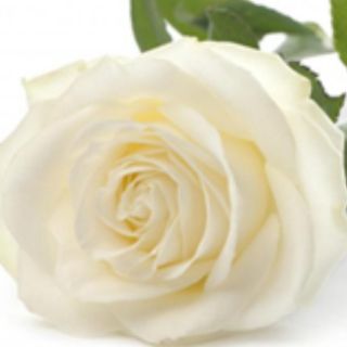 Trandafir alb