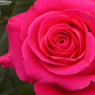 Trandafir Roz închis