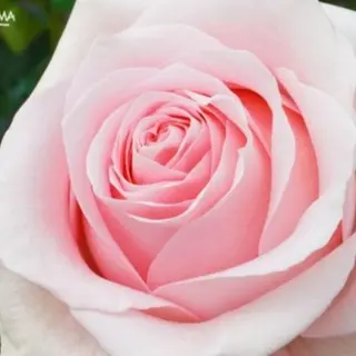 Trandafiri pink