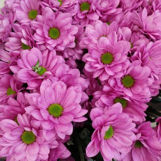 Crizanteme fir pink tros