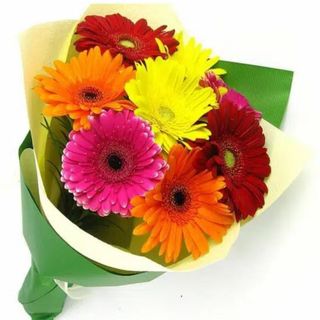 Buchet 7 gerbera multicolor 