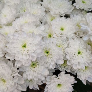 Crizanteme fir albe tros