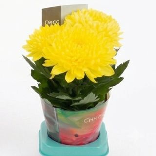 Crizanteme decorum galben
