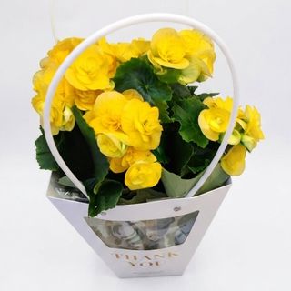 Begonia galbenă XL