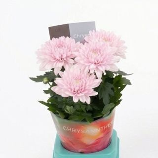 Crizanteme decorum roz