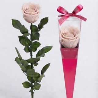 Trandafir criogenate, Pink mondial