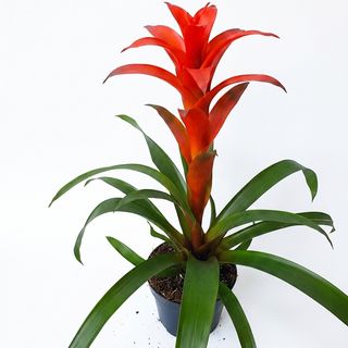 Guzmania
