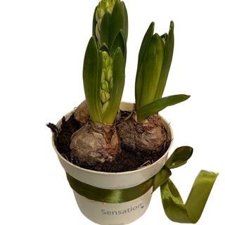 Zambile Trio – Surpriză în Așteptare