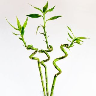 Lucky Bamboo - Noroc Verde