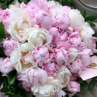 5 Bujori Sarah Bernhardt