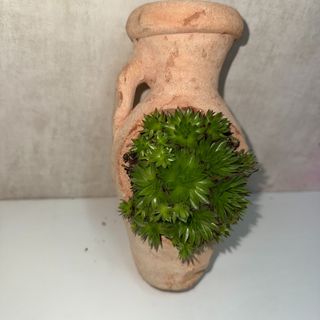 Amforă Verde – plantă suculentă decorativă