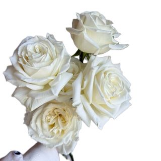 5 trandafiri albi