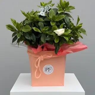 Gardenia XL