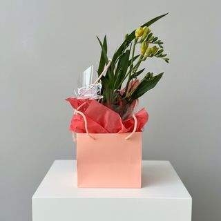 Frezie în ghiveci – cadou elegant și parfumat