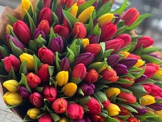 Laleaua primaverii - 1 buc