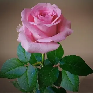 Trandafir roz