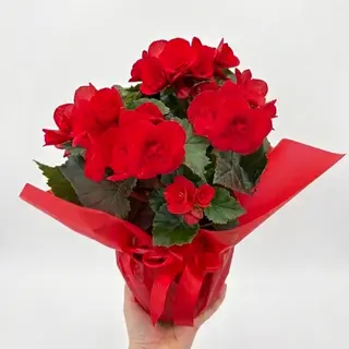 Begonia