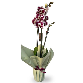 Orhidee Phalenopsis alb cu visiniu