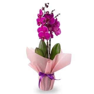 Orhidee Phalenopsis mov