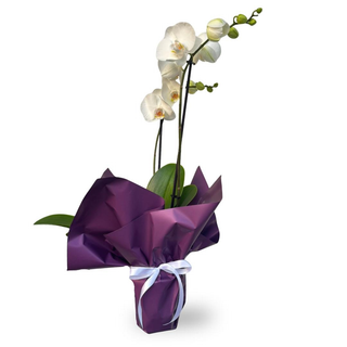 Orhidee Phalenopsis alb