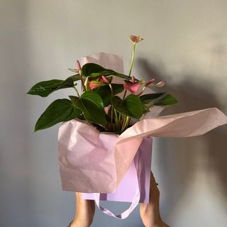 Pink Anthurium