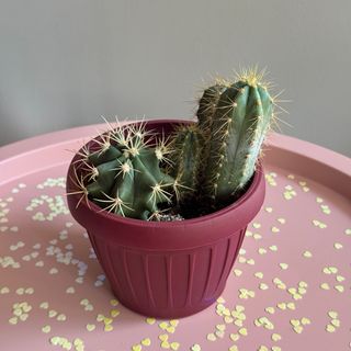 Cactus Twins 3