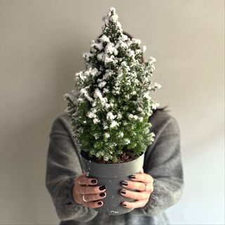 Little Christmas Tree