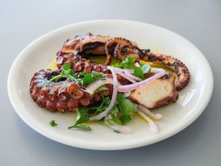 TENTACUL CARACATITA PE PLITA