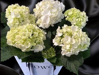 Hortensie alba in ghiveci