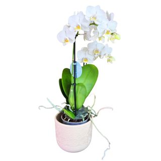 Mini Orhidee Phalaenopsis alba