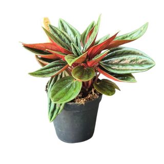 Peperomia caperata "Rosso"