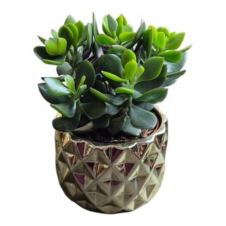 Suculenta in vas ceramic