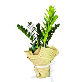 Zamioculcas Mare