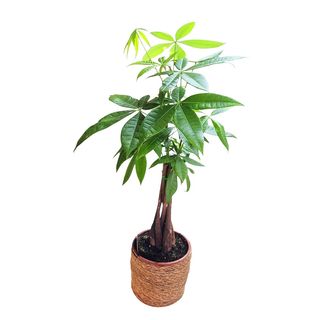 Pachira aquatica (Copacul banilor) 