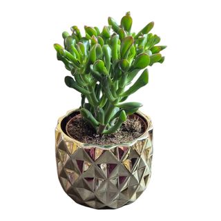 Suculenta in vas ceramic auriu