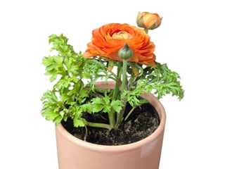 Ranunculus