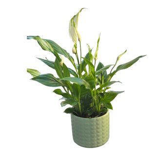 Spathiphyllum