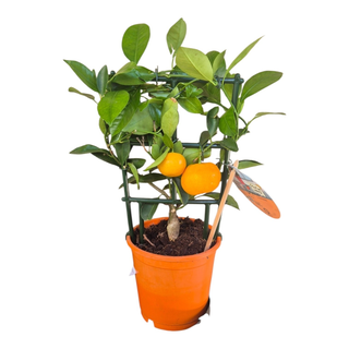 Mandarin