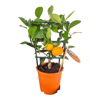 Mandarin