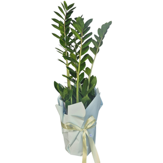 Zamioculcas 70-75 cm