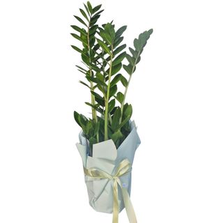 Zamioculcas 70-75 cm
