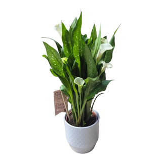 Calla Alba in ghiveci