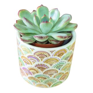 Mini Echeveria in vas ceramic
