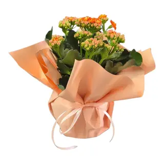 Kalanchoe Portocalie