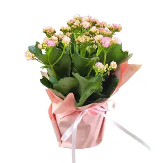 Kalanchoe Roz